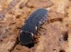 Lampyris sp.
